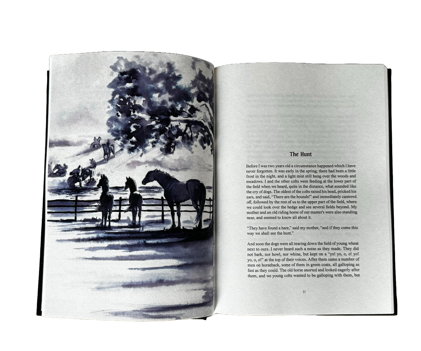 Black Beauty - Signed